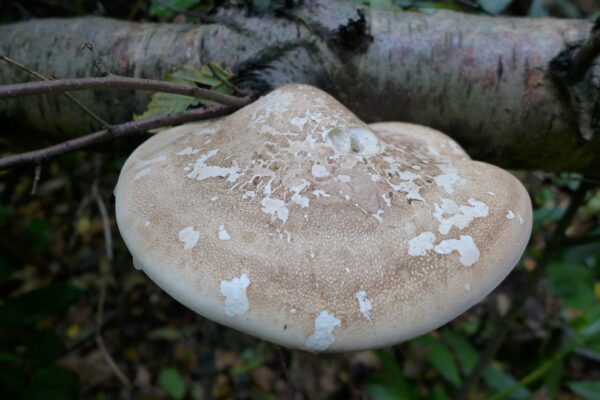 Double Extracted Birch Polypore Mushroom Tincture - Image 5